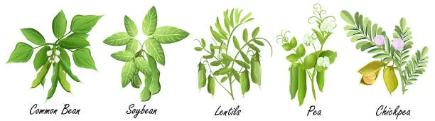 Vector illustration of Legume plants (common bean. soybean, lentil, pea, chickpea ), set of vector illustrations.