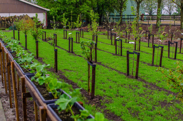istock Boomgaard met aardbeien in bakken 953631590