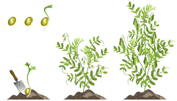 illustrations, cliparts, dessins animés et icônes de stades de croissance de plantes de lentilles, l’ensemble des illustrations vectorielles. - white background plant flower herb