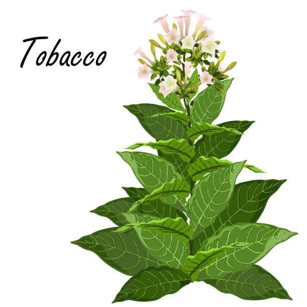 ilustrações de stock, clip art, desenhos animados e ícones de tobacco plant with leaves and flowers (nicotiana tabacum), realistic vector illustration. - white background flower bud stem