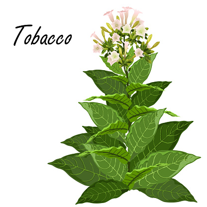 Tobacco (Nicotiana tabacum). Hand drawn realistic vector illustration of green tobacco plant with leaves and flowers isolated on white background.