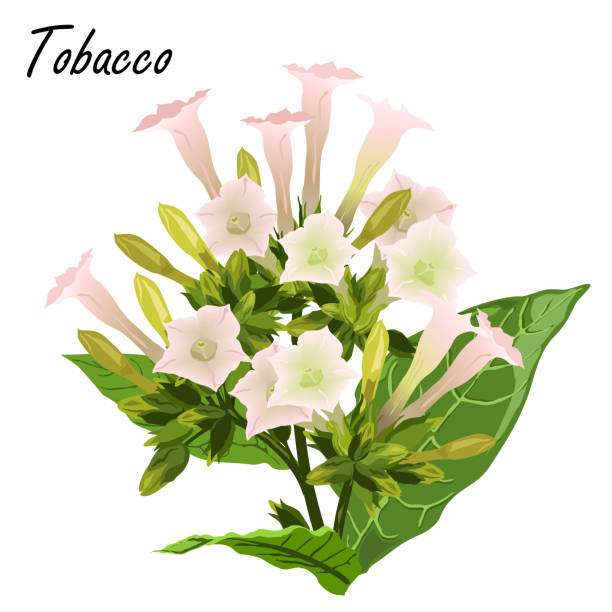 ilustrações, clipart, desenhos animados e ícones de ilustração do vetor de flores de tabaco (nicotiana tabacum), realistas. - tobaco