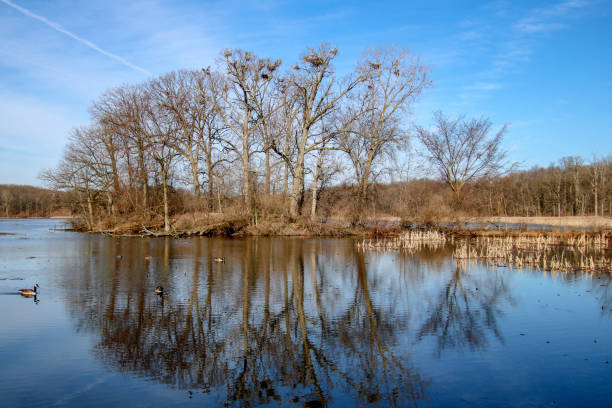 istock Blue Heron nests in trees at a lake 953631876
