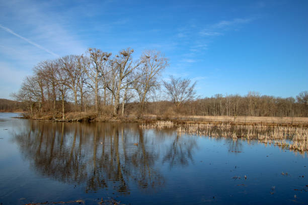 Blue Heron nests in trees at a lake