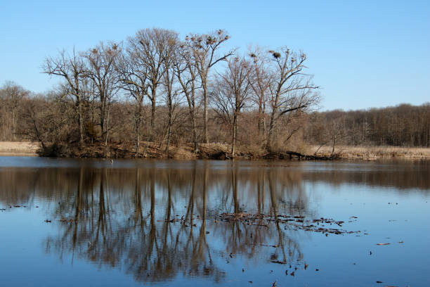 istock Blue Heron nests in trees at a lake 953632104