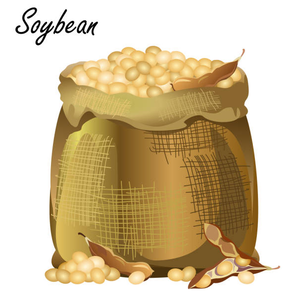 ilustrações de stock, clip art, desenhos animados e ícones de sack of soybeans, realistic vector illustration of jute bag with soy beans and pods. - soybean isolated seed white background