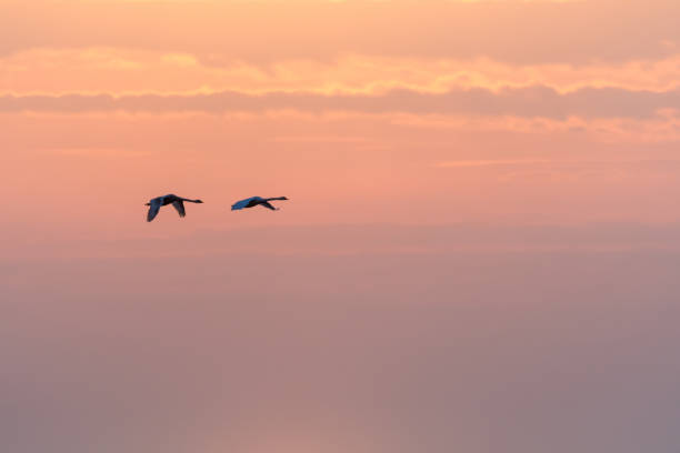 istock Flying swans by a colorful sky 953633262
