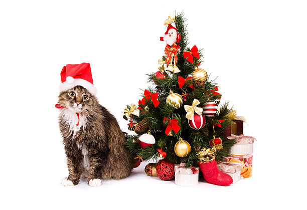 istock Cat in red New Year's cap sit by Christmas tree 95363350