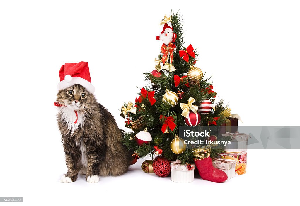 Кошка в красный новогодний cap бездействовать Рождественская ёлка - Стоковые фото Ёлочные игрушки роялти-фри