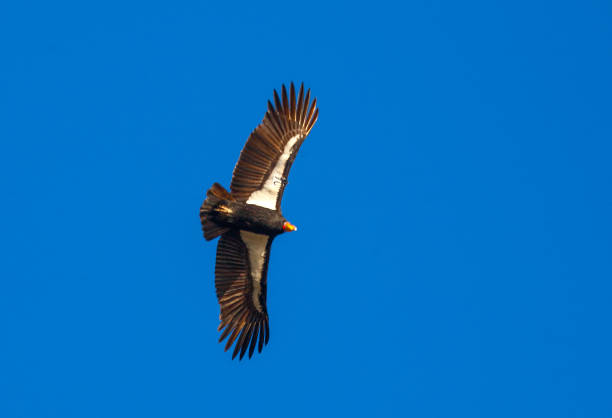 California Condor stock photo