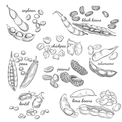 Nuts, peas, beans, pods and shells sketches isolated on white background.