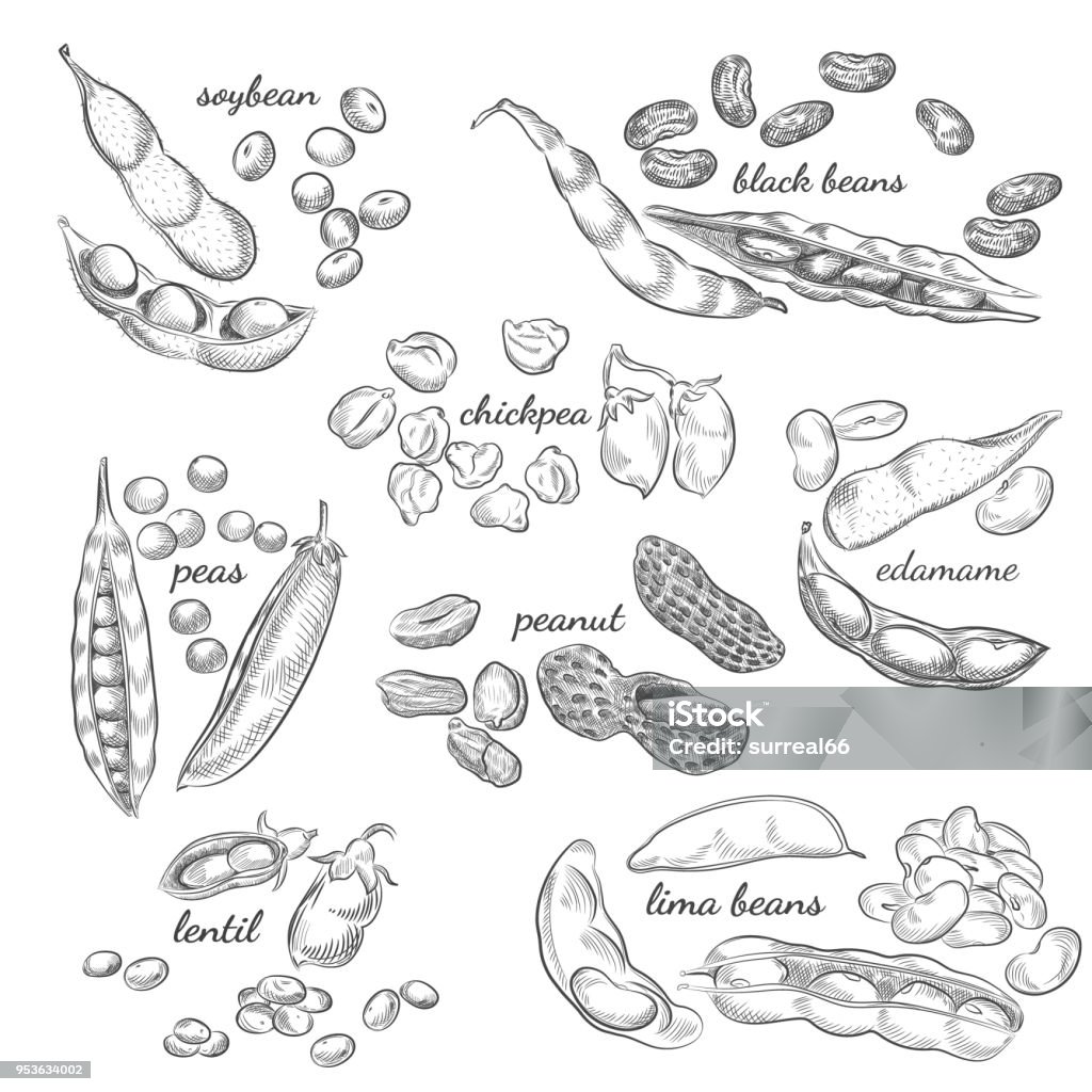 Legumes hand drawn illustration. Nuts, peas, beans, pods and shells sketches isolated on white background. Bean stock vector