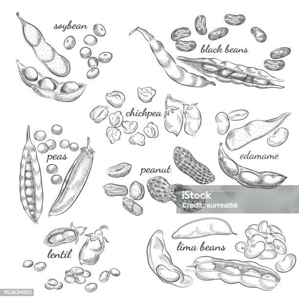 Legumes Hand Drawn Illustration Stock Illustration - Download Image Now - Bean, Lentil, Illustration