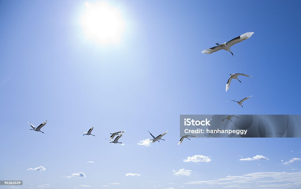 Birds flying in a curved formation flying cranes in V-fomation. Bird Stock Photo