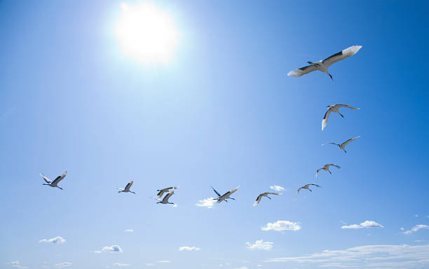 Birds flying in a curved formation flying cranes in V-fomation. japanese crane stock pictures, royalty-free photos & images