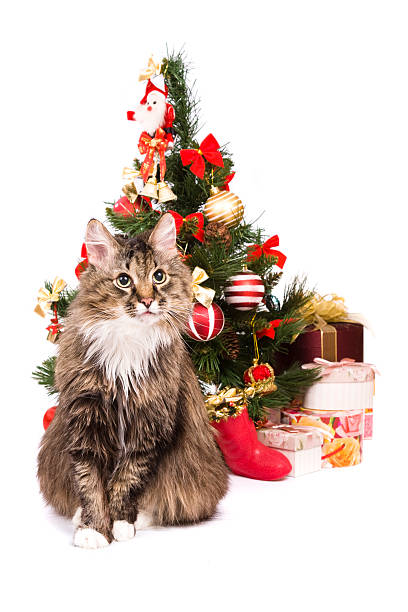 istock Cat by Christmas tree. Year of tiger 95363543