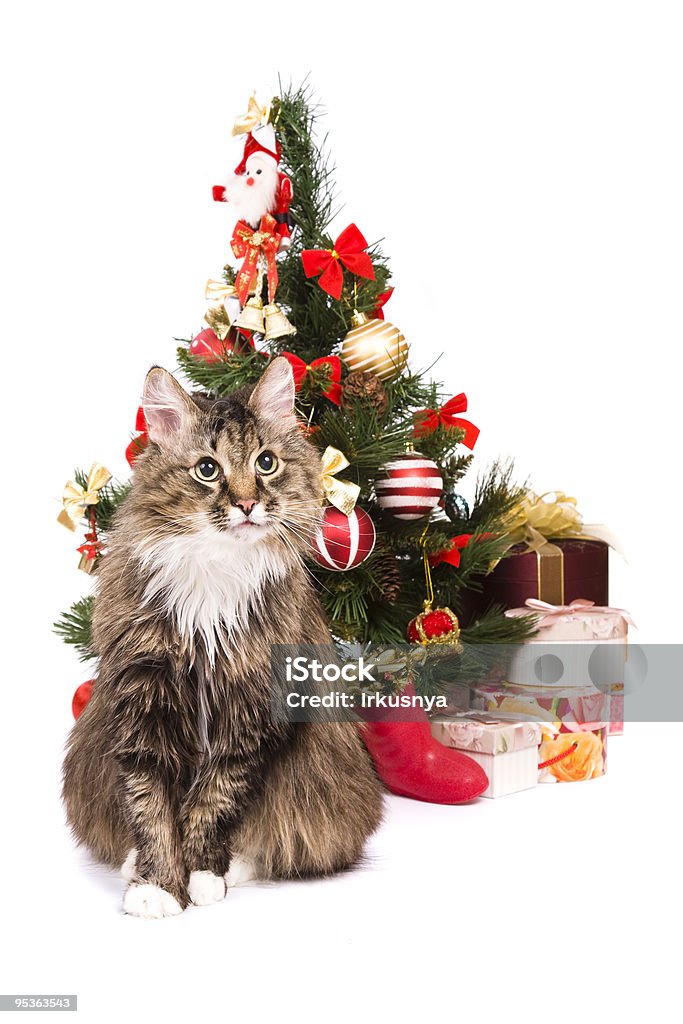 Кошка, Рождество дерево. Год тигра - Стоковые фото Домашня�я кошка роялти-фри