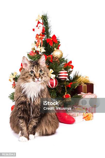 Кошка Рождество Дерево Год Тигра — стоковые фотографии и другие картинки Домашняя кошка - Домашняя кошка, Рождество, Ёлочные игрушки
