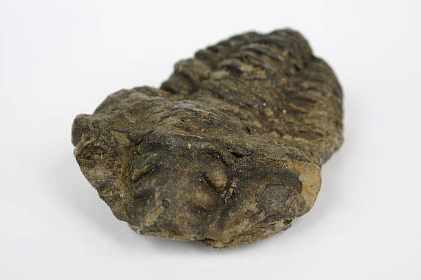 Trilobite stock photo