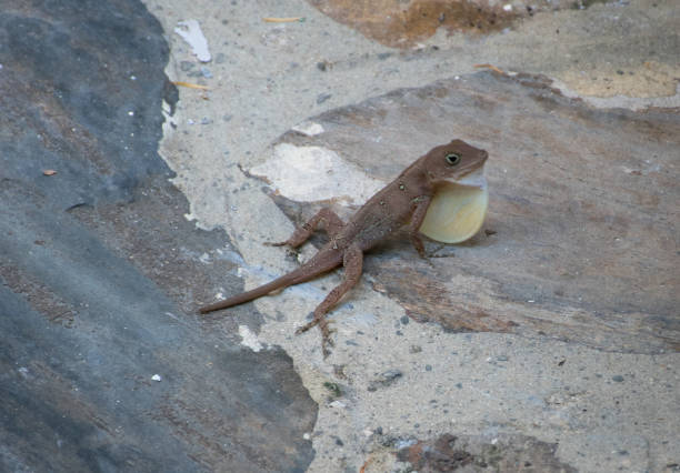 istock Lizard on sidewalk in Las Terrenas puffing its throat, Dominican Republic 953636434