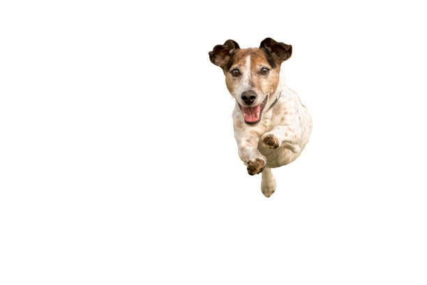 Jack Russell Terrier - Small cute dog running and jumping isolated on white background Jack Russell Terrier - Small cute dog running and jumping isolated on white background dog running stock pictures, royalty-free photos & images