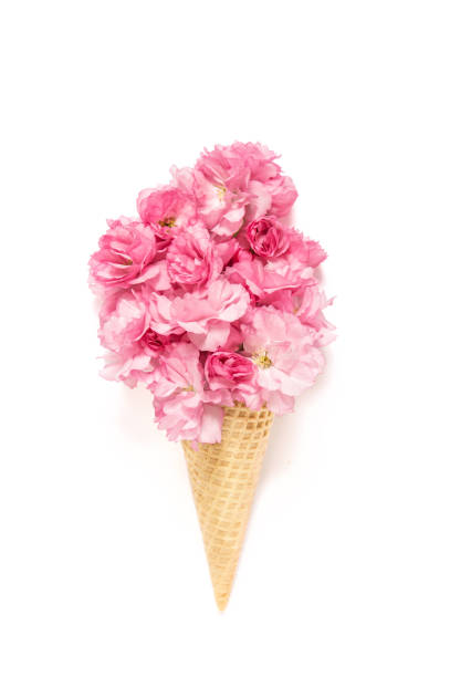 Cherry tree blossom flower in ice cream waffle cone on white background. Floral flat lay