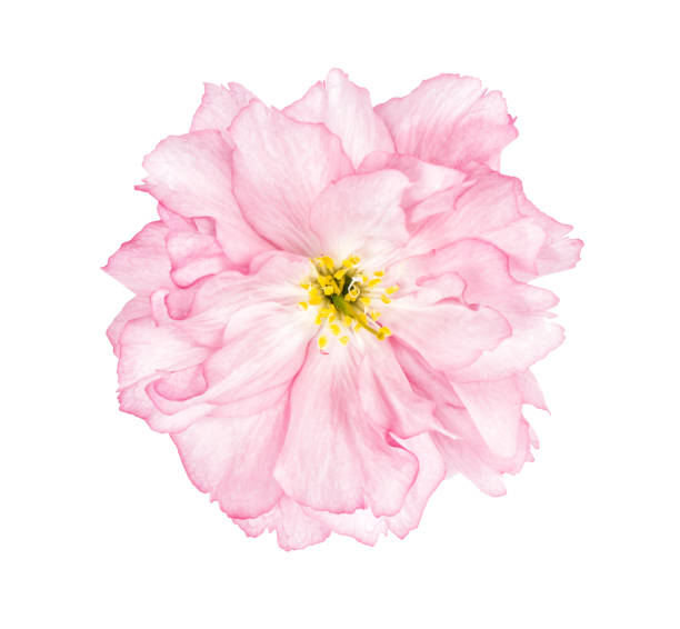 istock Cherry blossom sakura flower white background 953642986