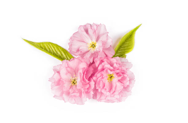 istock Blossoms sakura cherry tree green leaves Spring flowers 953642988