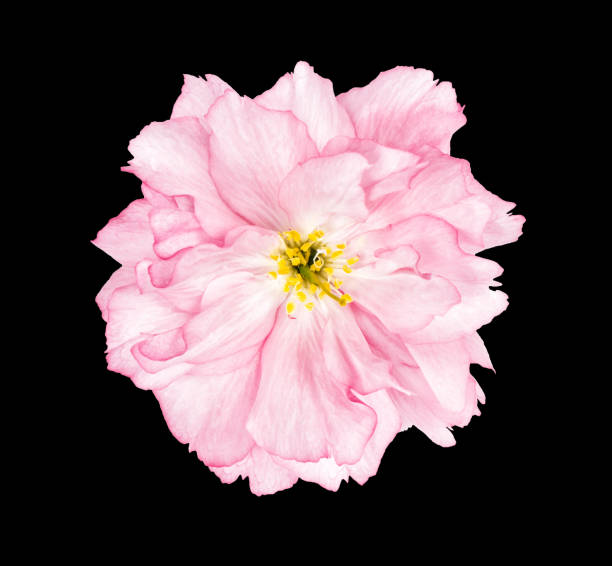 istock Cherry blossom sakura flower black background 953642990