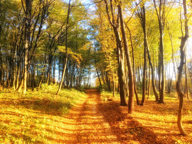 istock Autumn colorful forest with orange leaves 953643200
