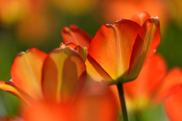 Closeup of Tulips on Sunny Day