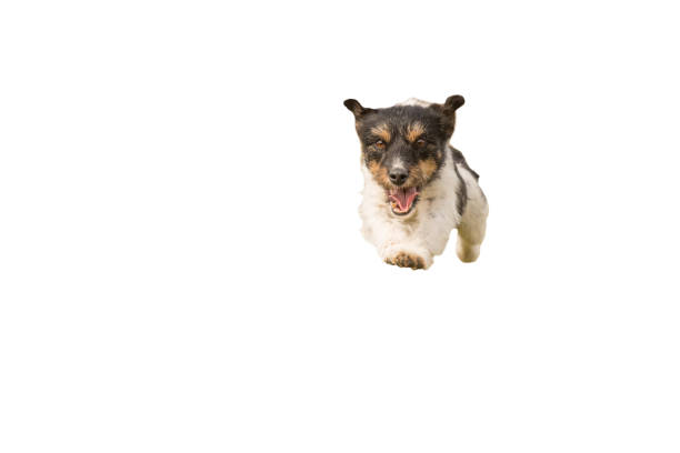 jack russell terrier - cão bonito pequeno correndo e pulando isolado no fundo branco - spring isolated on white studio shot looking at camera - fotografias e filmes do acervo