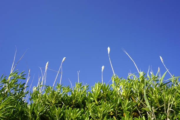 spitze der pflanze schilf gras und grünen blätter des mediterranen pflanze myrtus communis, myrte, mit himmel in türkis blau, fotografiert auf der kroatischen insel pag. bunte natur hintergrund - myrtus stock-fotos und bilder