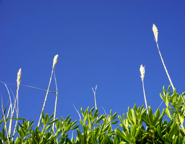 die blumen auf die große reed grass und grüne blätter des mittelmeers pflanzen myrtus communis, myrte, mit himmel in türkis blau. bunte natur hintergrund - myrtus stock-fotos und bilder