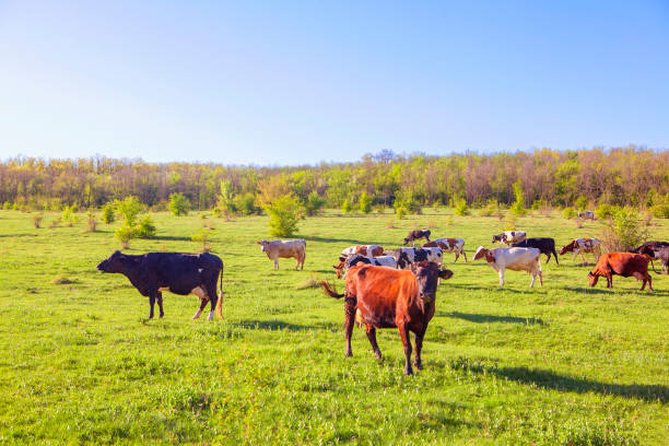 istock farm cows on the field 953650032