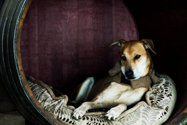 istock a dog relaxes inside a wine barrel in NAPA, california 953654888