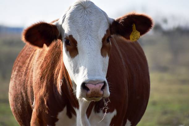 istock Portrait of a brown and white Cow 953655492