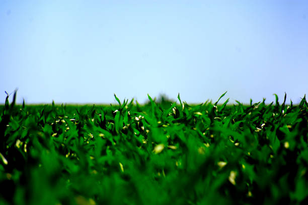 istock Tips of vivid green leaves 953655506