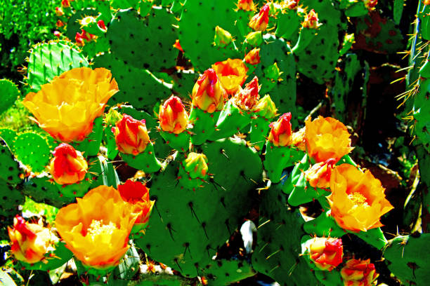 istock Texas Cactus and bright orange blossoms 953655720