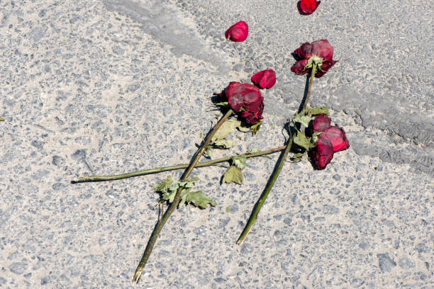 cuore spezzato, rose appassite sulla strada - finishing the end still life nobody foto e immagini stock