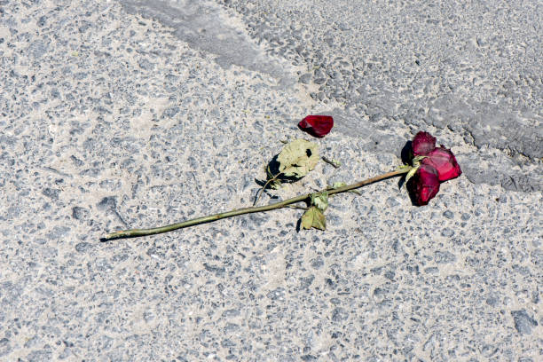istock Broken Heart, Wilted Roses On The Road 953655922