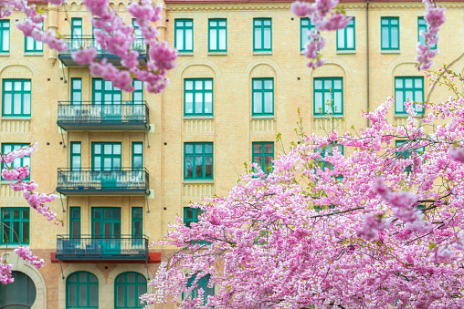 Beautiful Cherry trees in front of apartment building in Gothenburg city, Sweden.