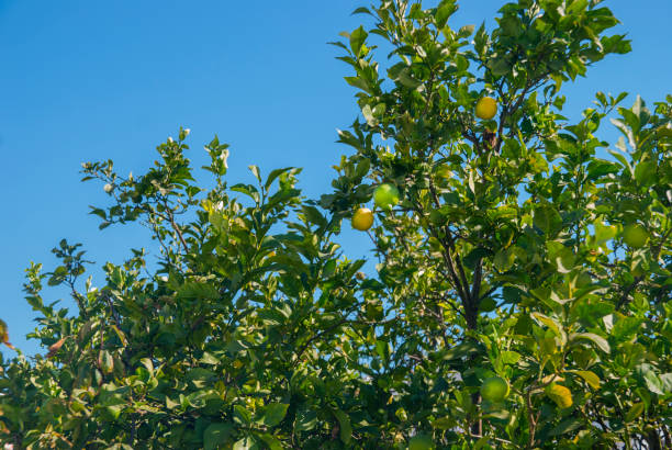 A Lemon Tree with Yellow and Green Lemons at sunny day.