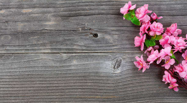 istock Cherry Blossom branches on vintage wood in overhead view 953664352