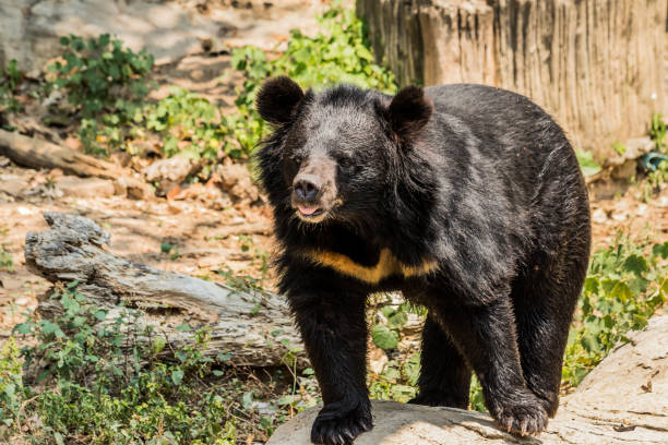 istock Black bear in the forest asia thailand. 953665862