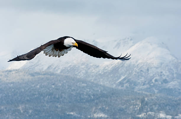 istock american bald eagle in flight over mountains of alaska 95366747