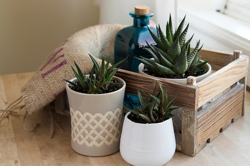 Three Haworthia plants in different pots on a wooden table.