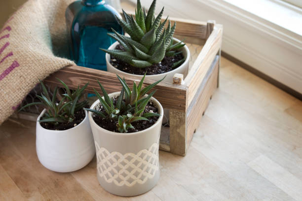istock Haworthia Plants in Pots Decor 953670014