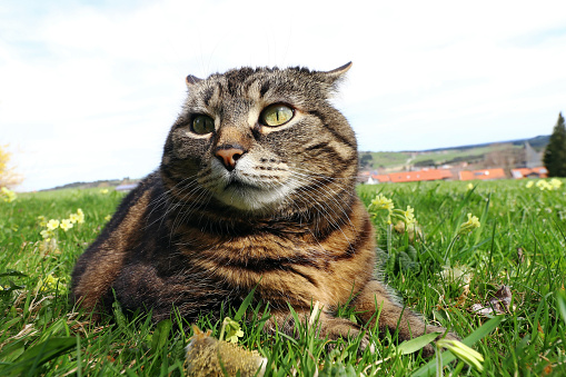 Seekor Kucing Gemuk Kecil Tergeletak Di Rumput Dengan Tampilan Lucu