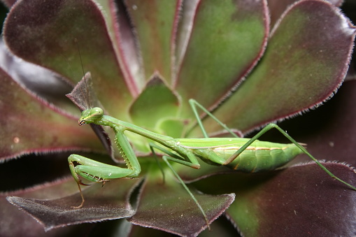 Green Praying Mantis on Aeonium arboreum succulent plant